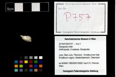 Foto (Objekt + Etikett) von Decapoda indet.  (NHMW-GEO-2014-0194-0757)